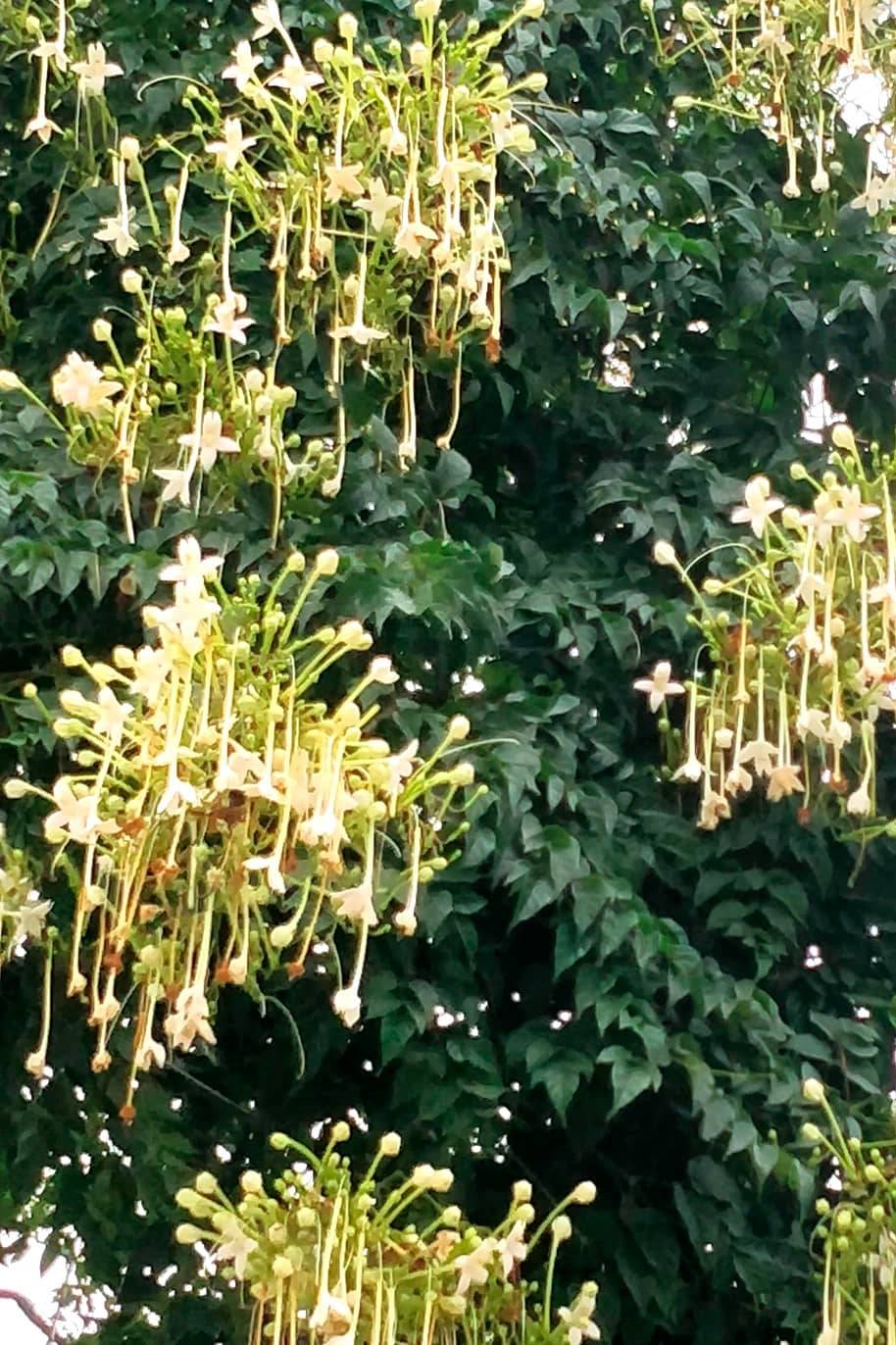 Tree Jasmine Seeds
