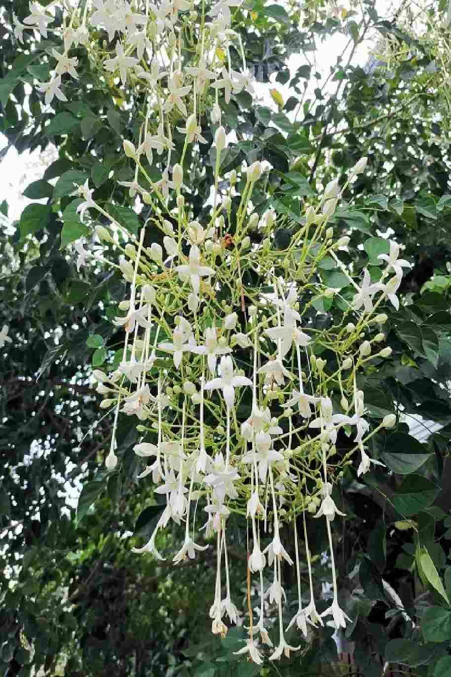 Tree Jasmine Small