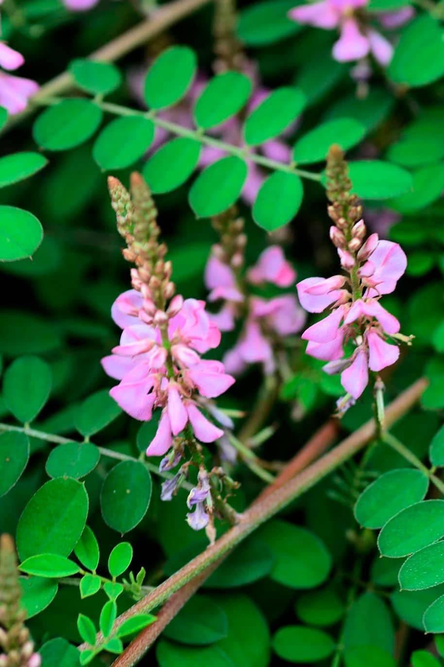 True Indigo Plant Seeds