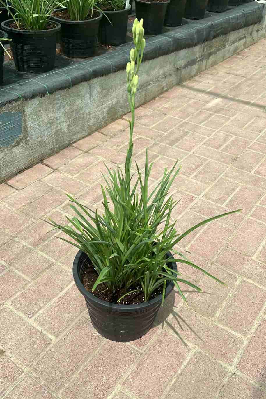 Polianthes Tuberosa