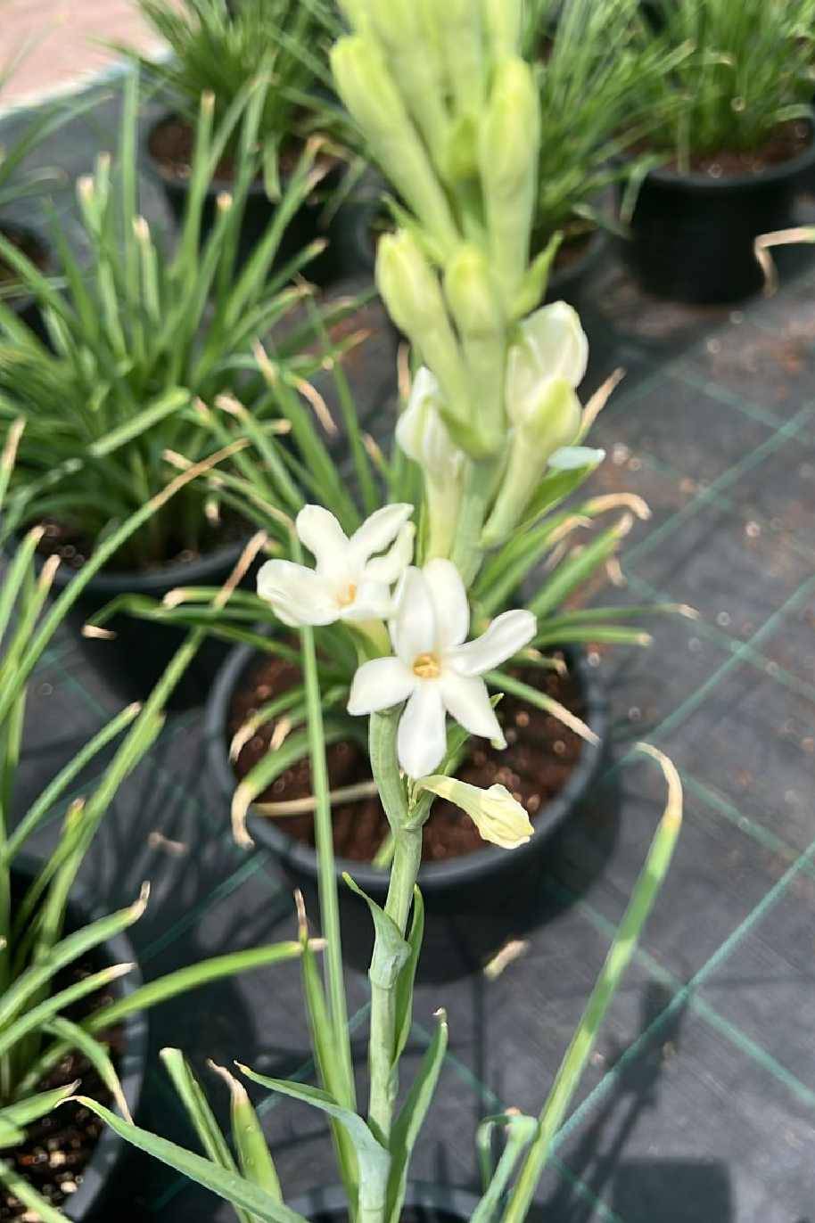 Buy Polianthes Tuberosa Online | Plantshop.me UAE