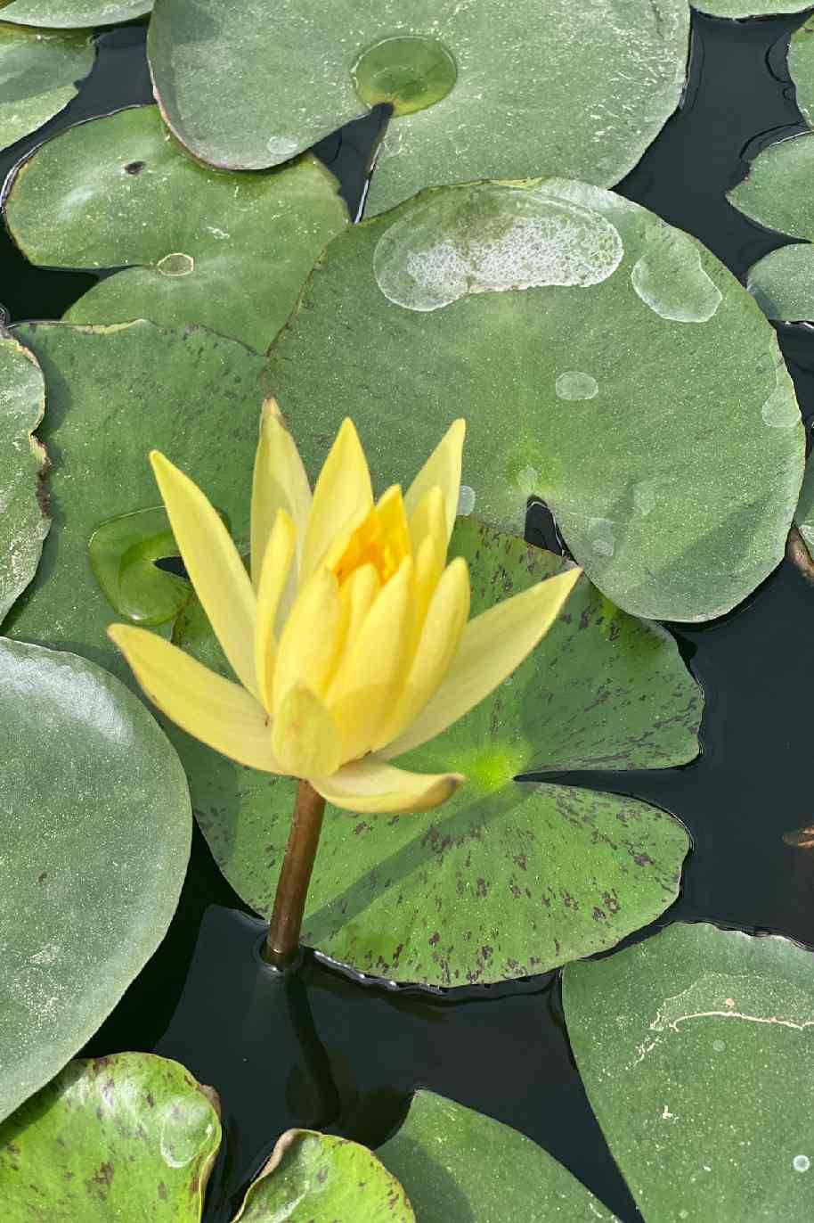 Water Lily Mexicana Yellow