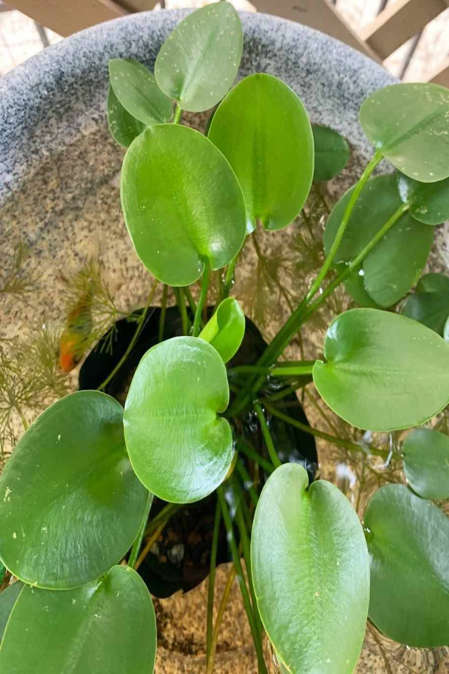 Water Poppy