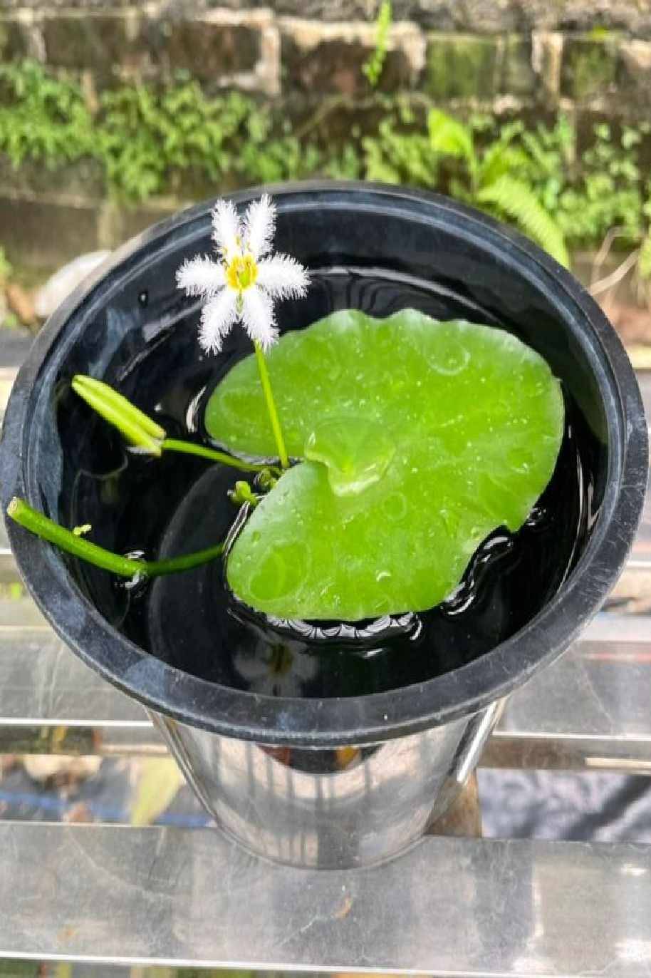 Water snowflake Leaf