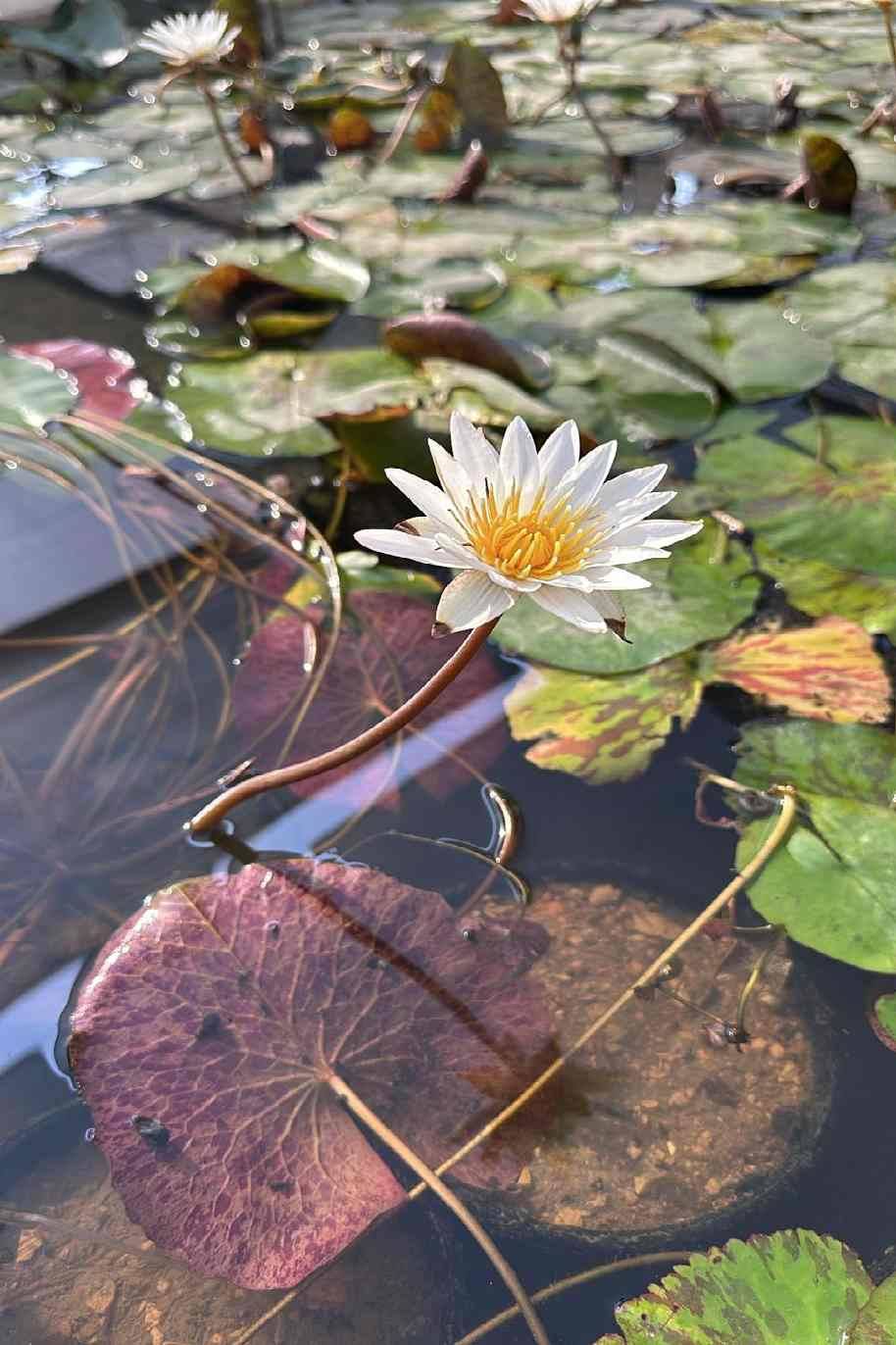 White Water Lily