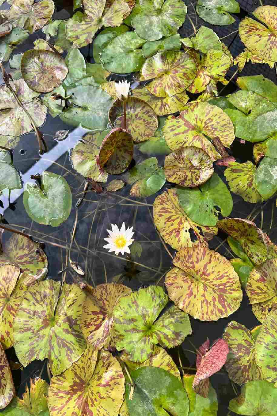 White Water Lily