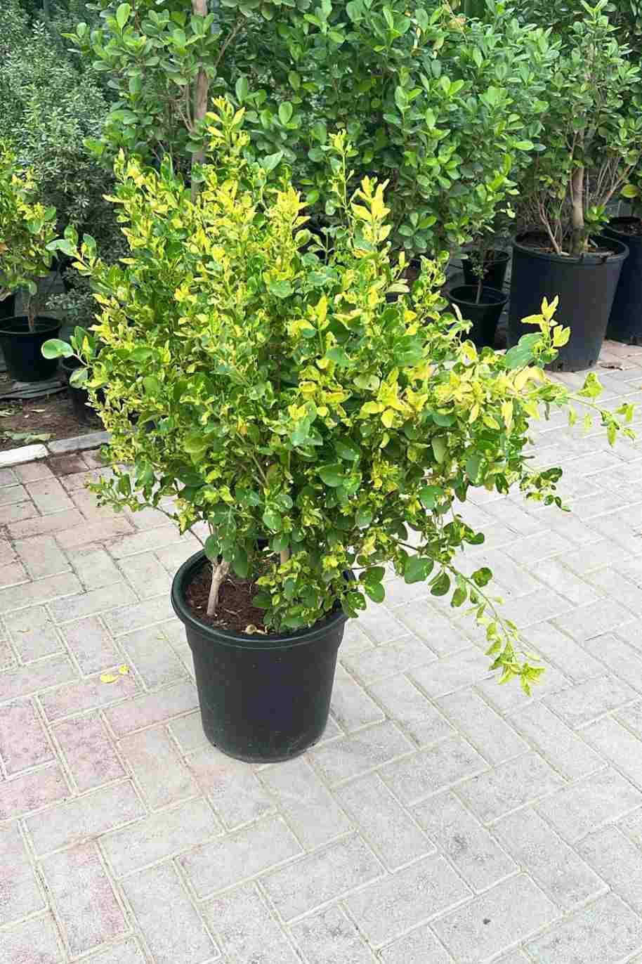 Wild Jasmin variegated Big