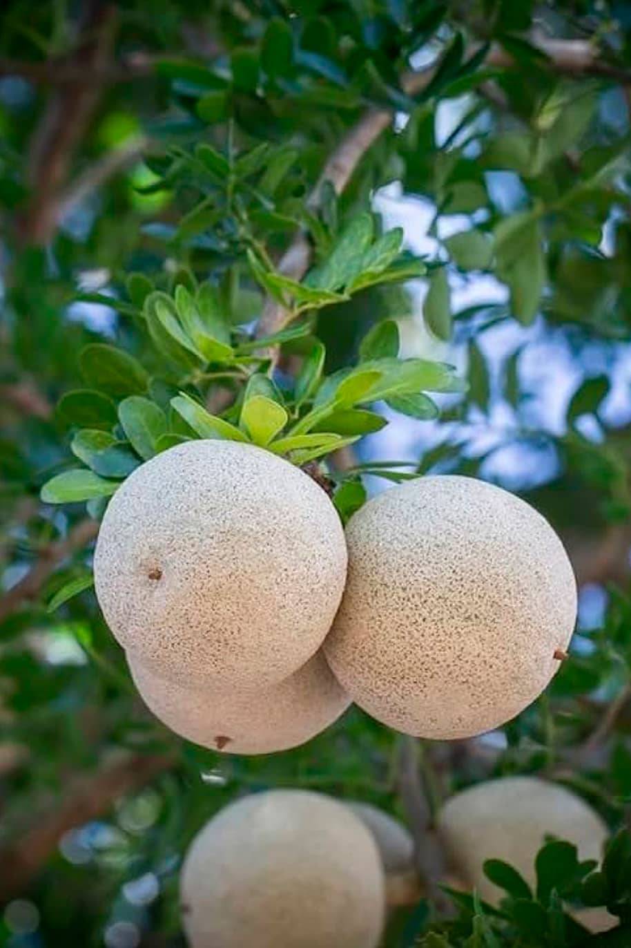 Wood Apple Tree Seeds