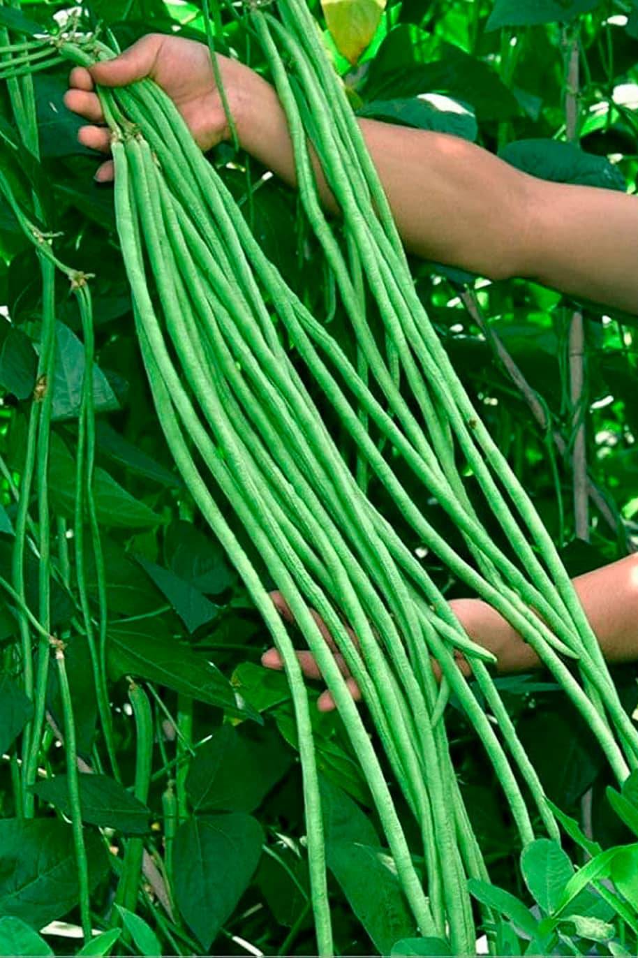 Yardlong Beans F1 Hybrid Seeds