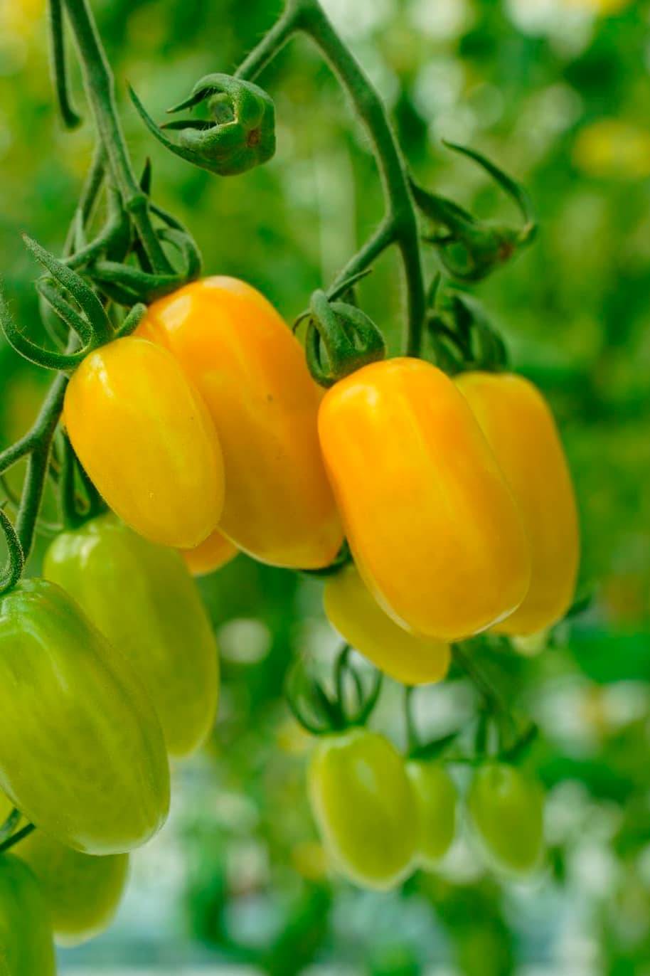 Candy Tomato Mixed Color Seeds