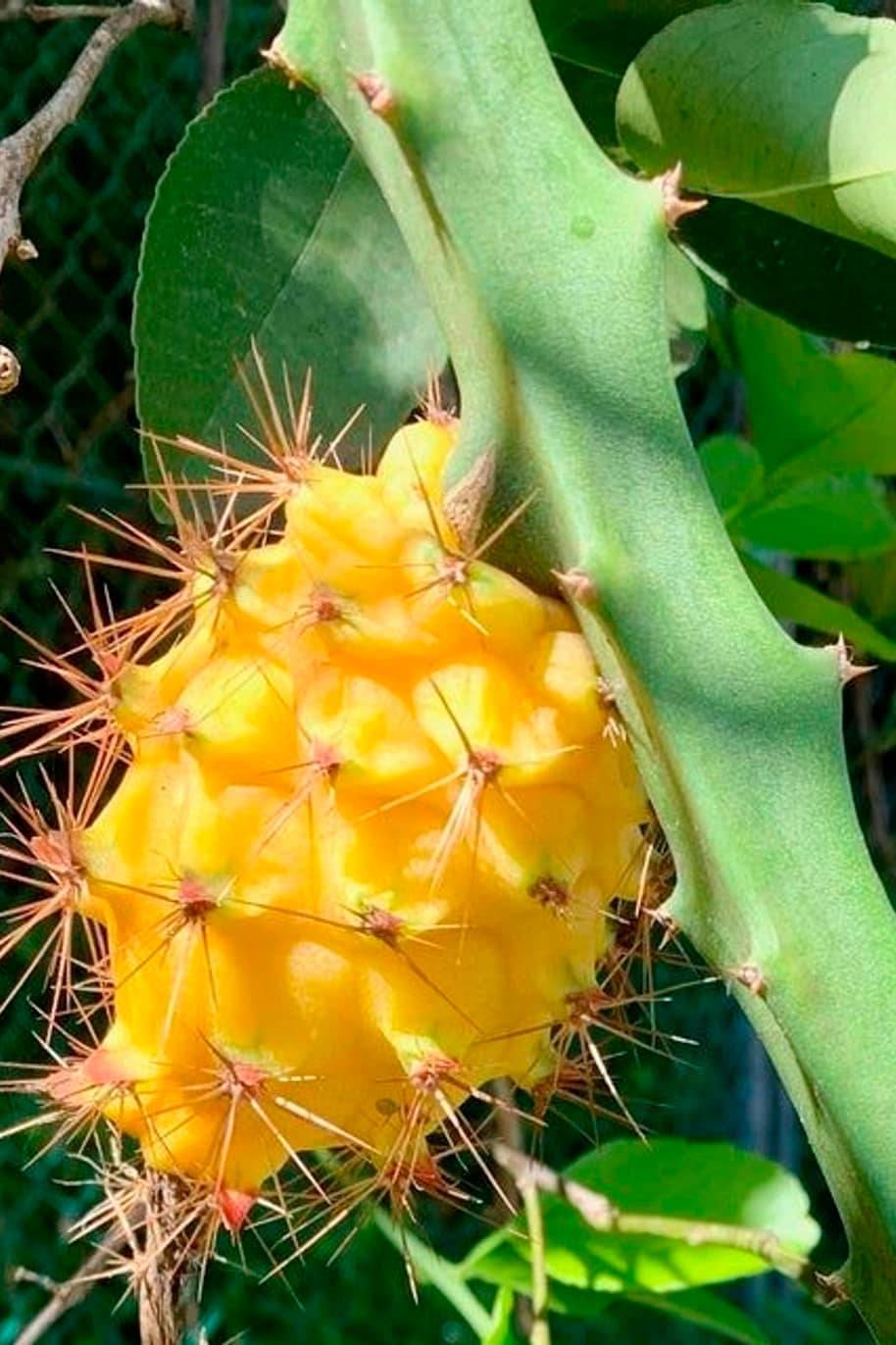 Yellow Dragon Fruit Seeds