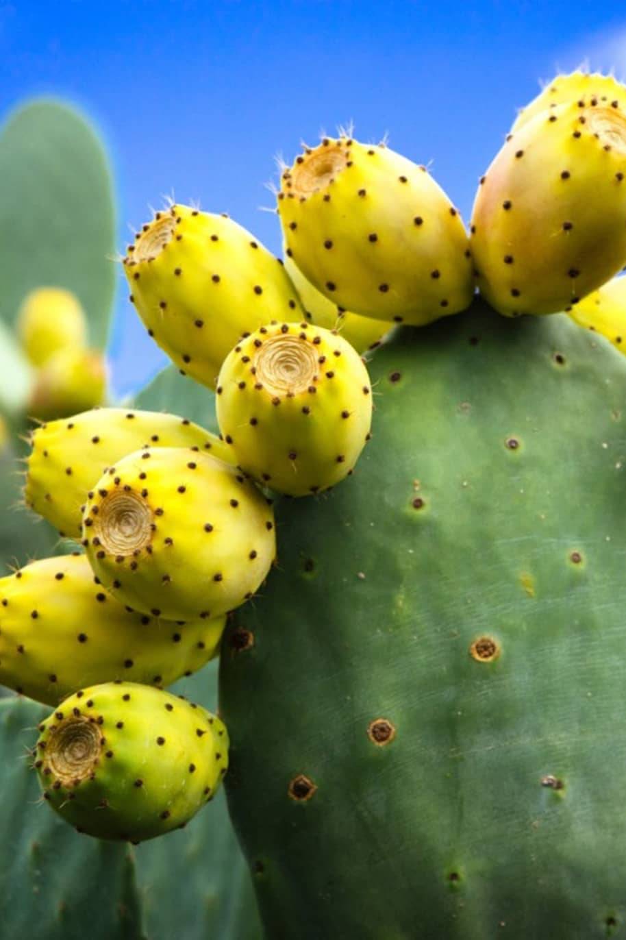 Yellow Prickly Pears Fruit Seeds