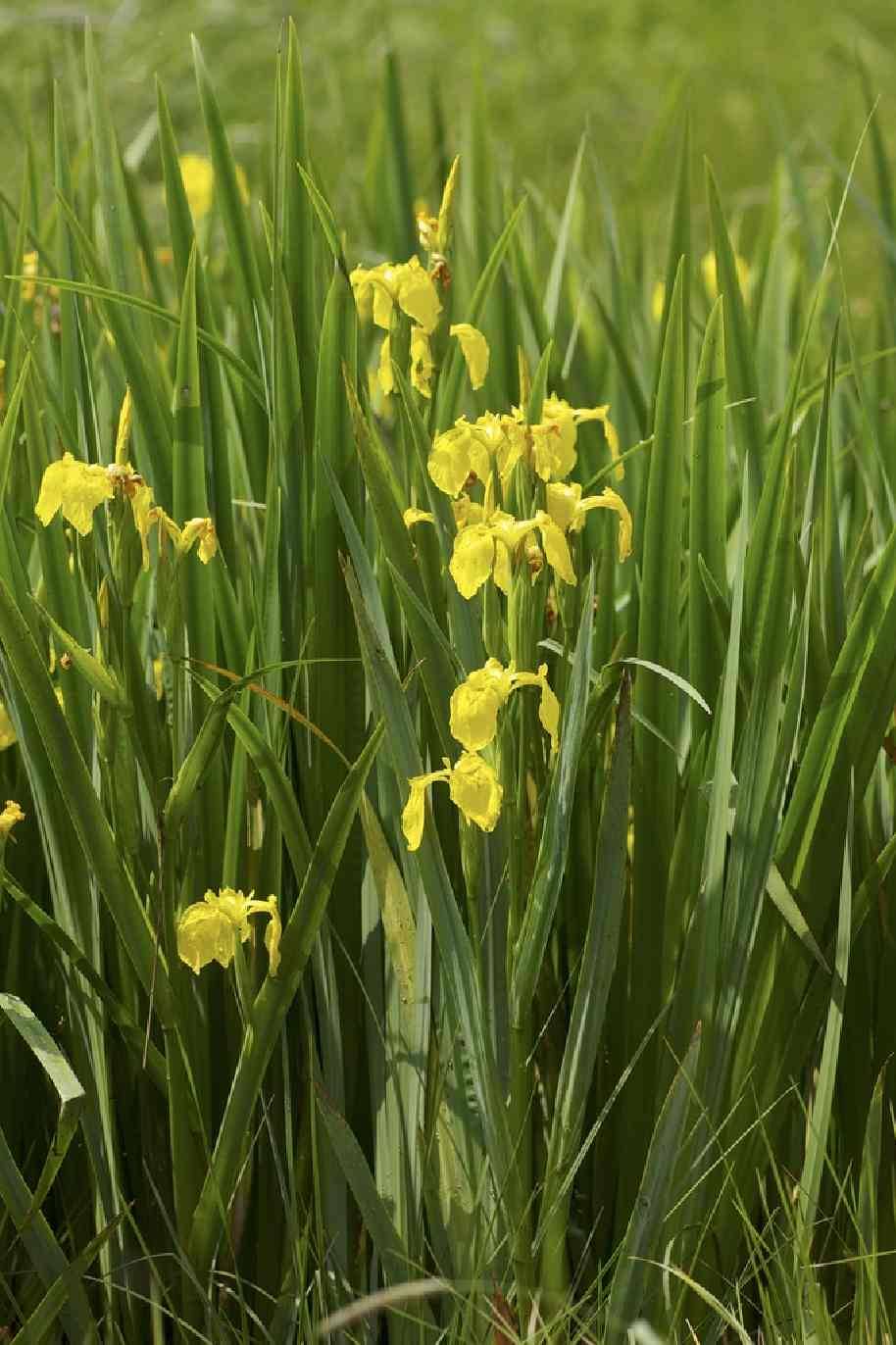 Yellow flag Iris Water Plant
