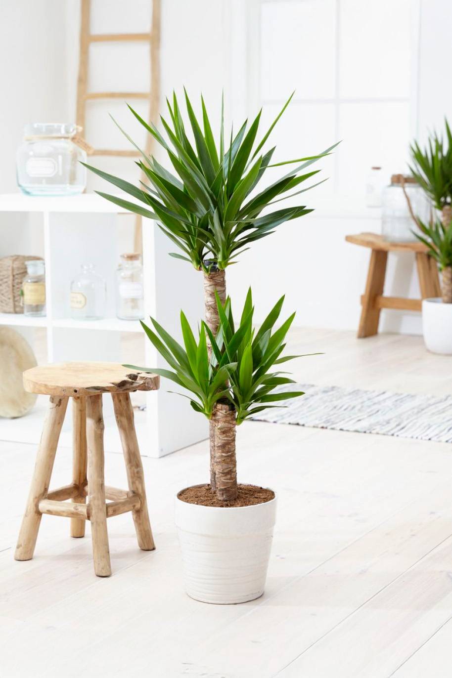 Yucca Indoor 2pp