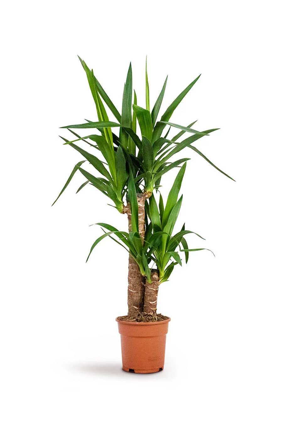 Yucca Indoor 2pp