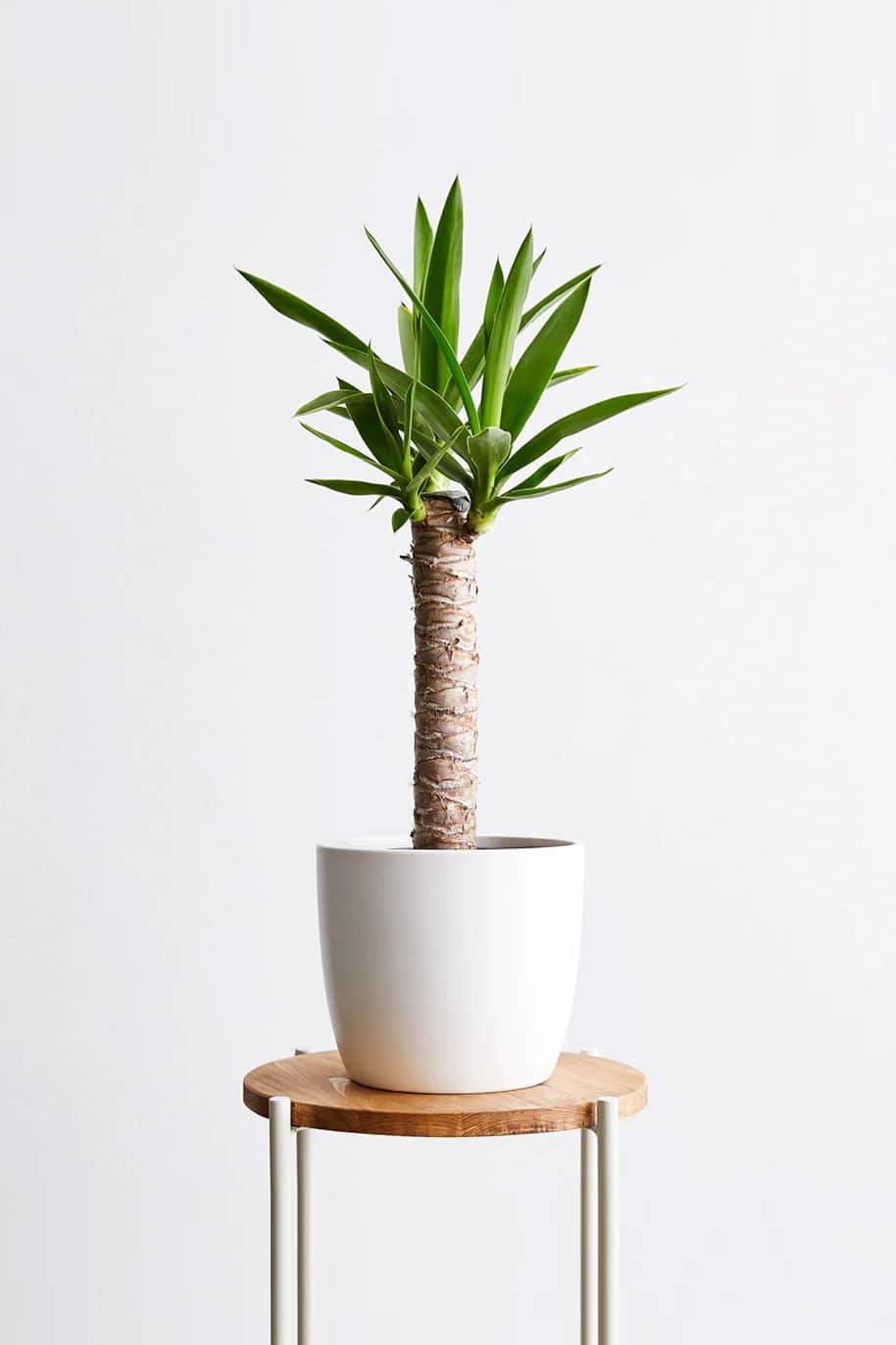 Yucca single stem indoor plant - air purifying indoor plants in Dubai