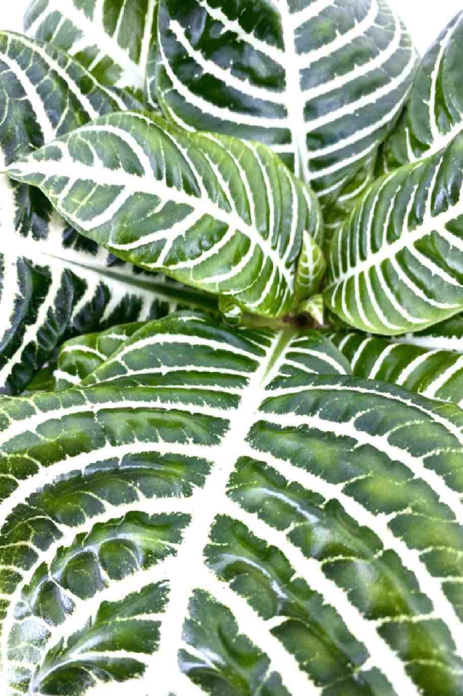 Zebra Plant