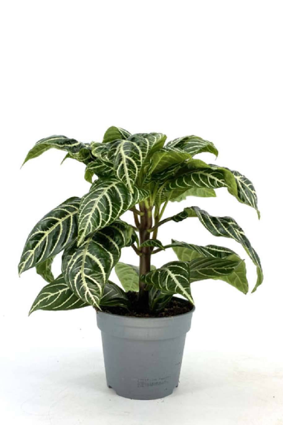 Zebra Plant