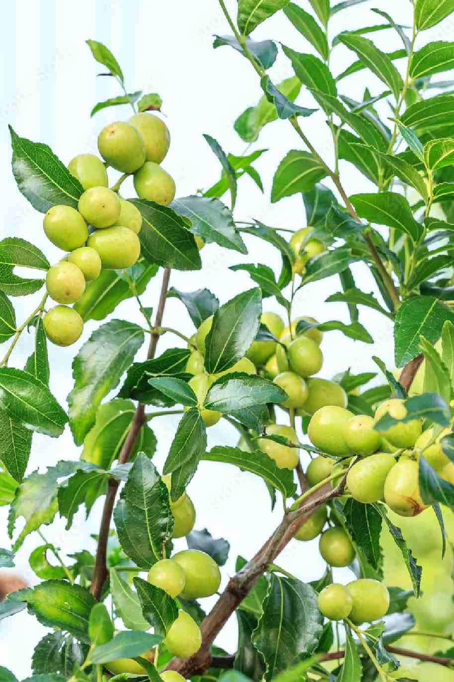 Ziziphus jujuba Plant Small