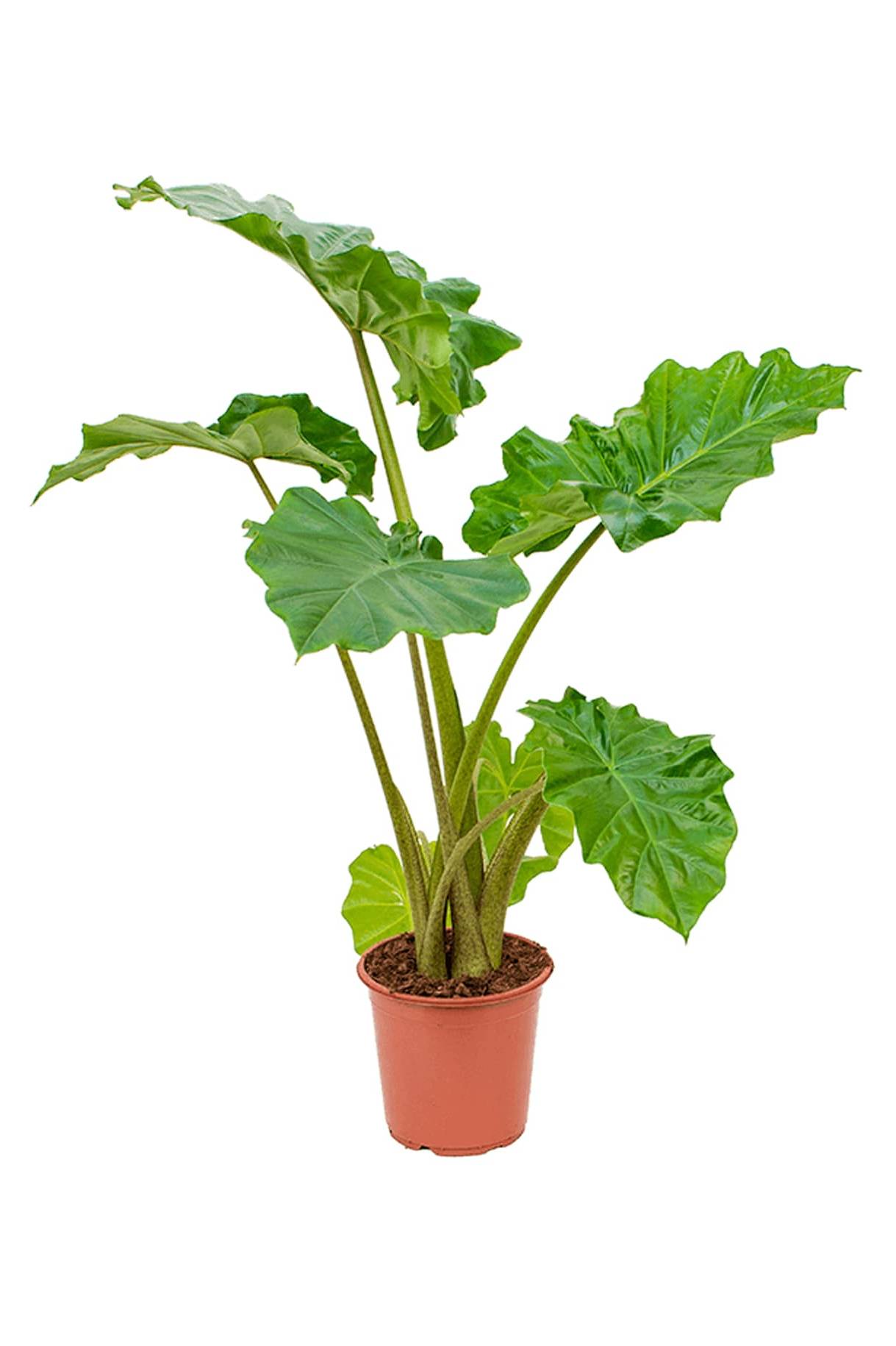 Alocasia California Non Flowering Indoor Plants Plantshop Me