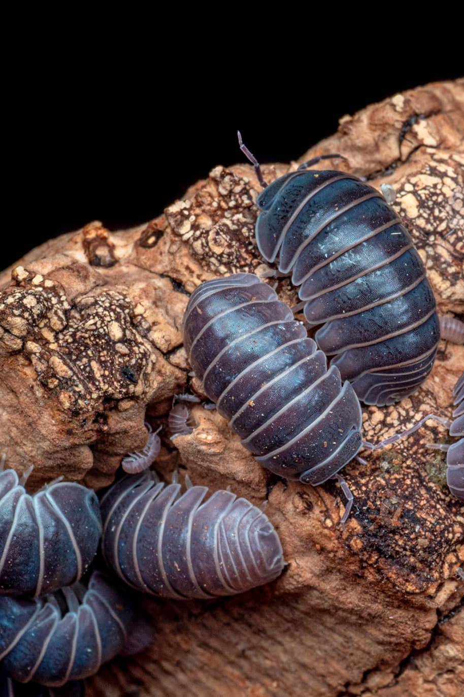 Armadillidium Officinalis Giant Isopods