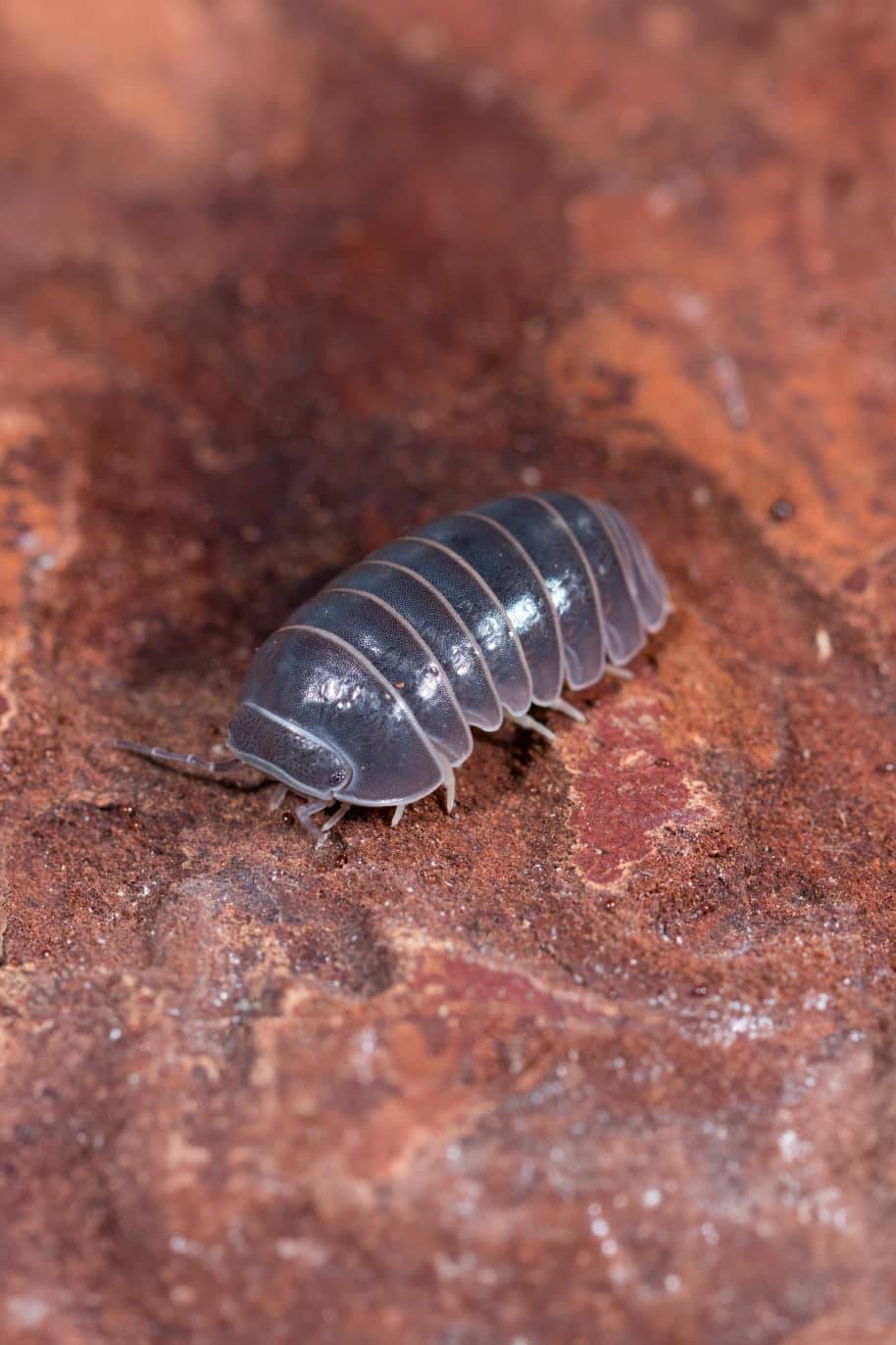 Armadillidium Officinalis Giant Isopods