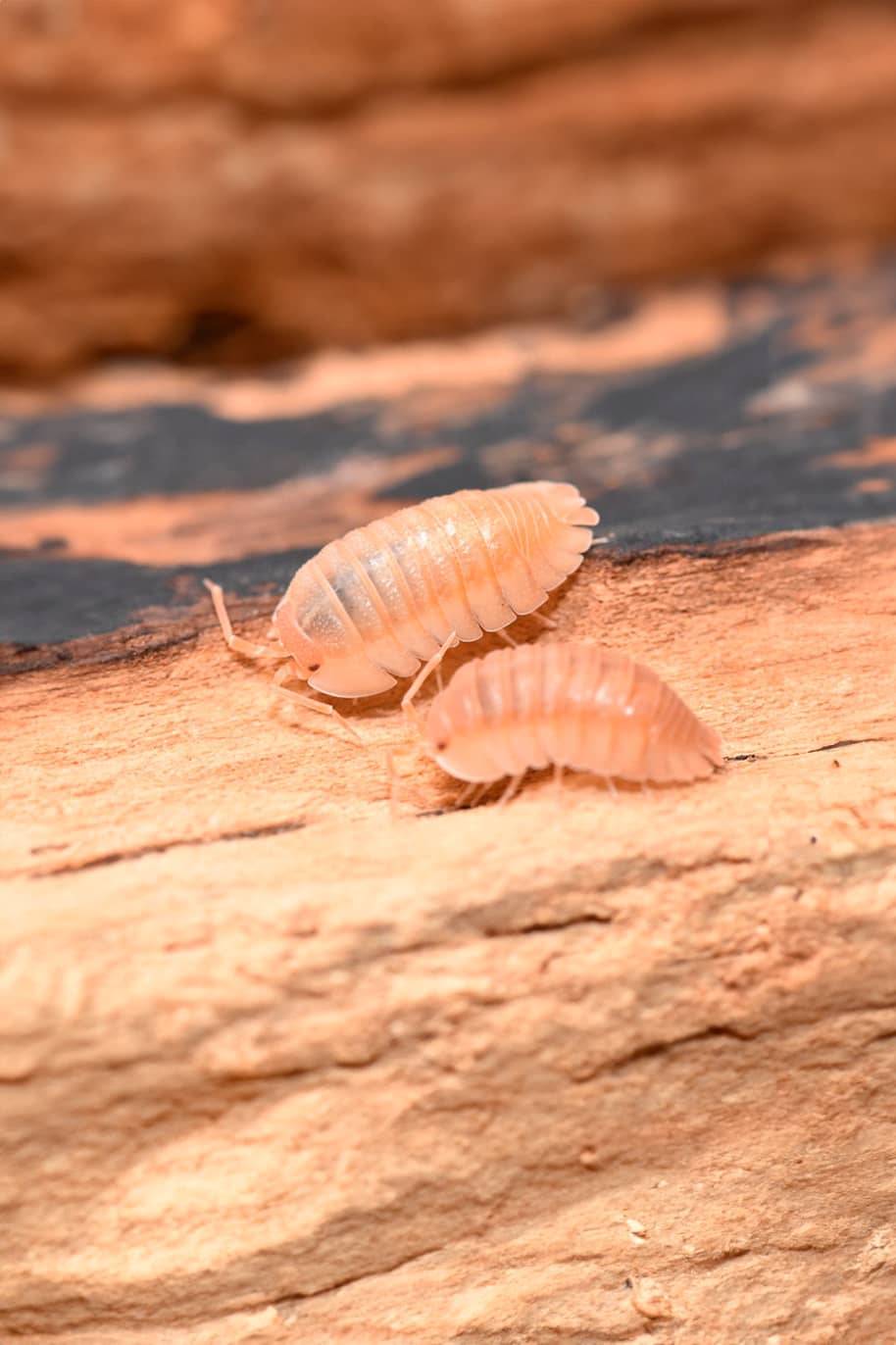 Armadillidium Pallasii Orange Isopods