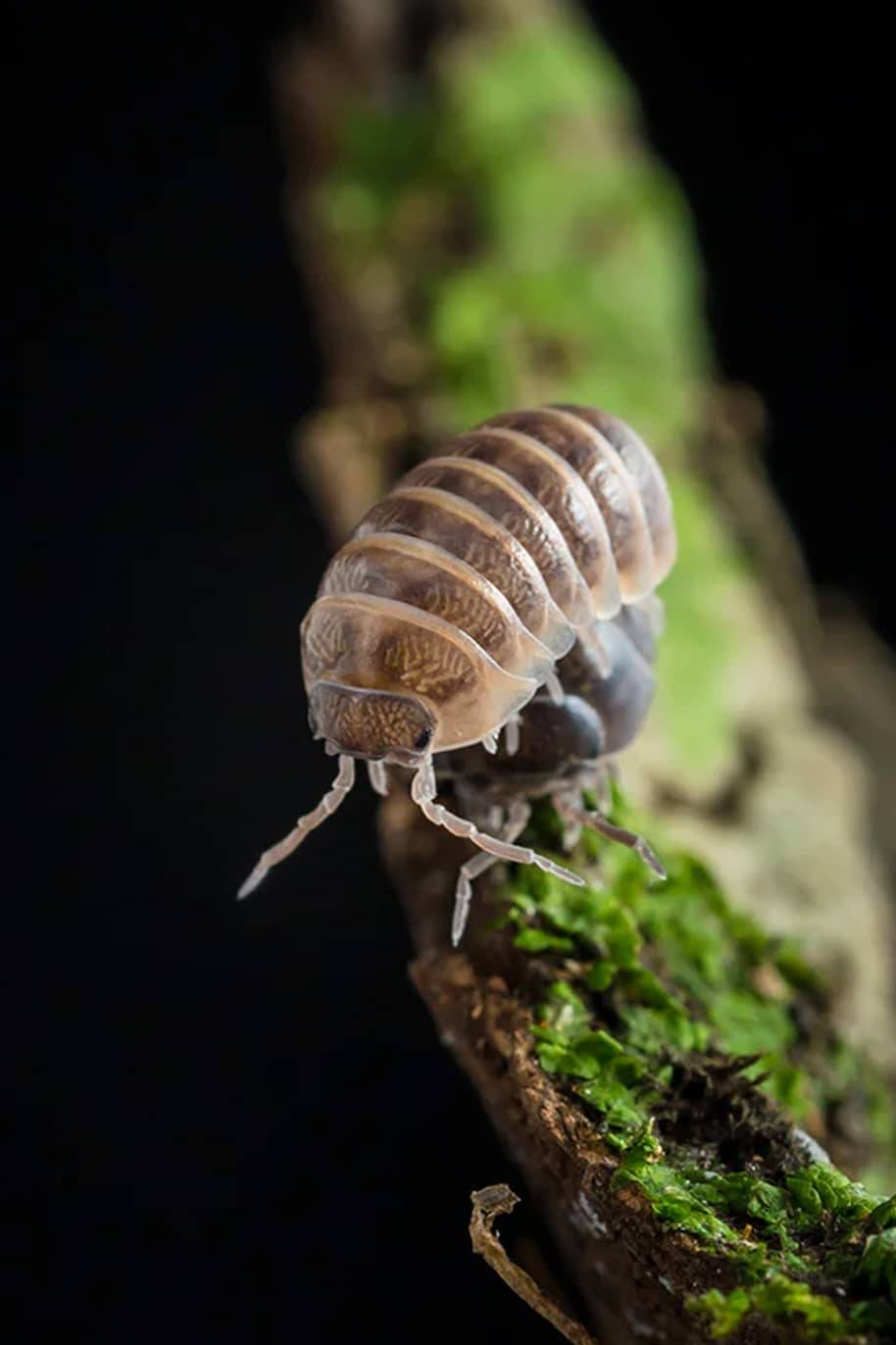 Armadillidium Santa Lucia Isopods