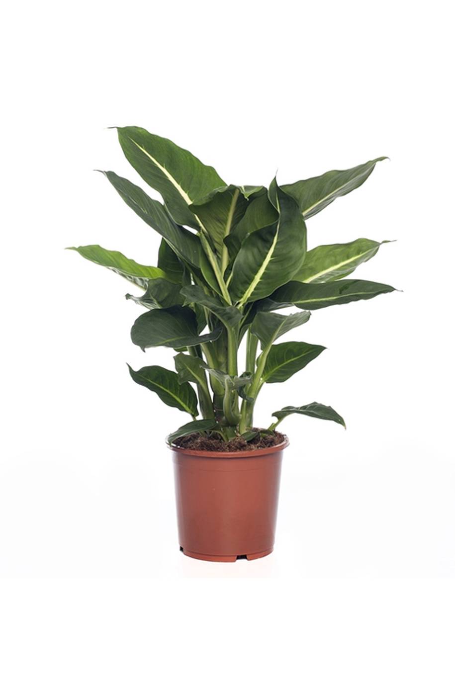 Dieffenbachia Green Magic - Table Top - Indoor Plants