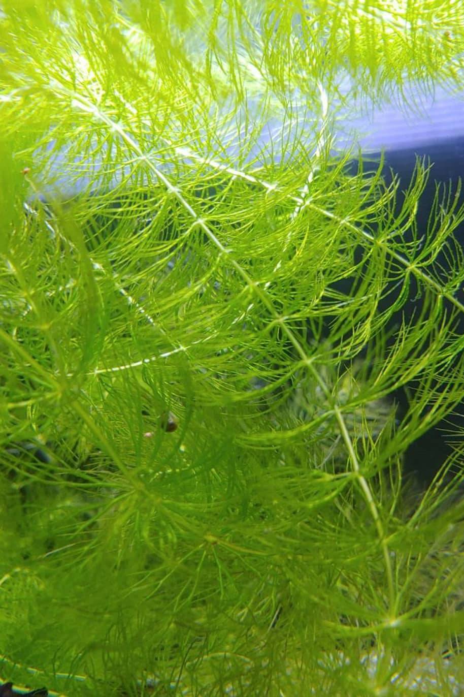 Hornwort Coontails