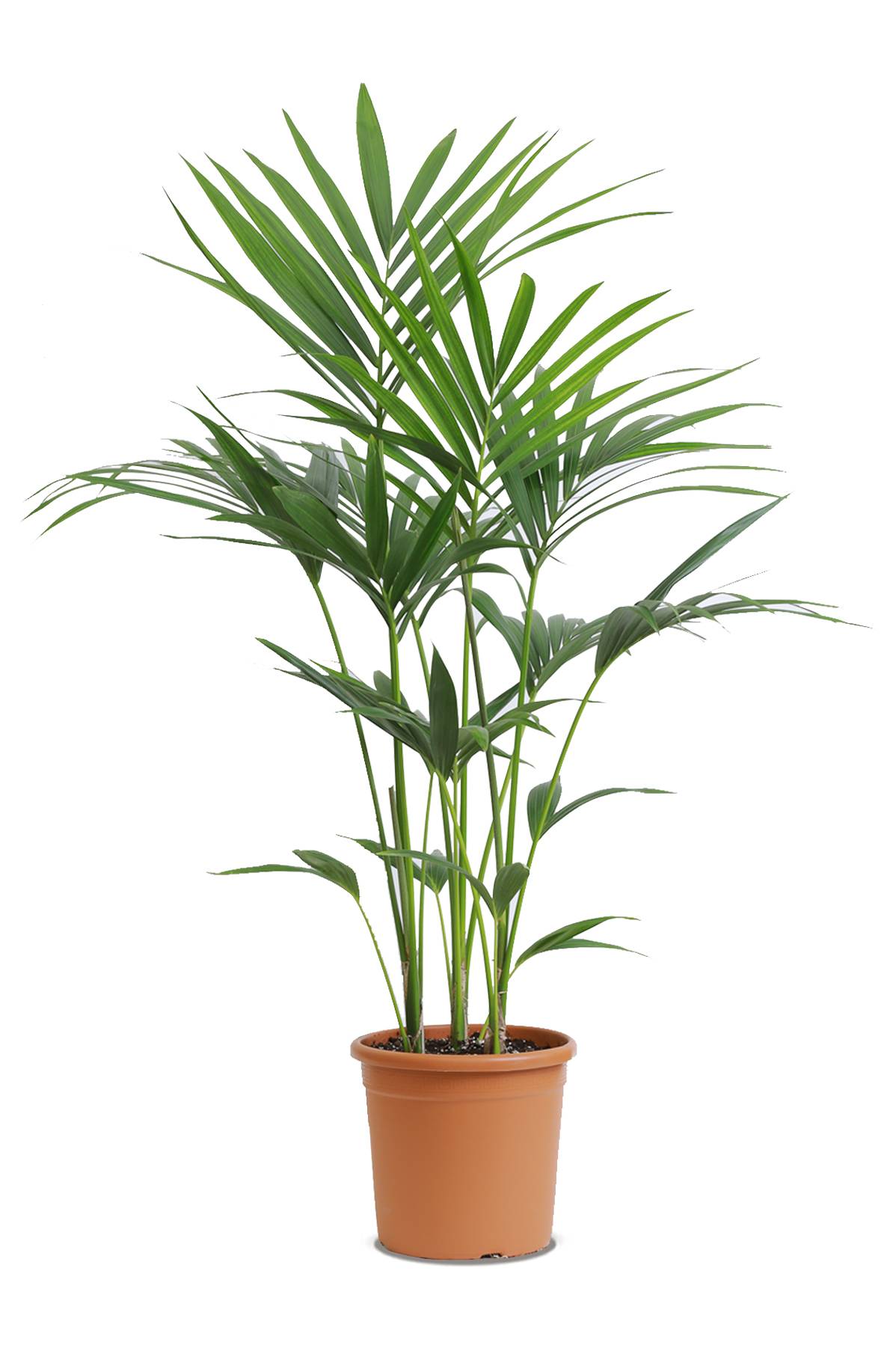 Kentia Palm NonFlowering Indoor Plants