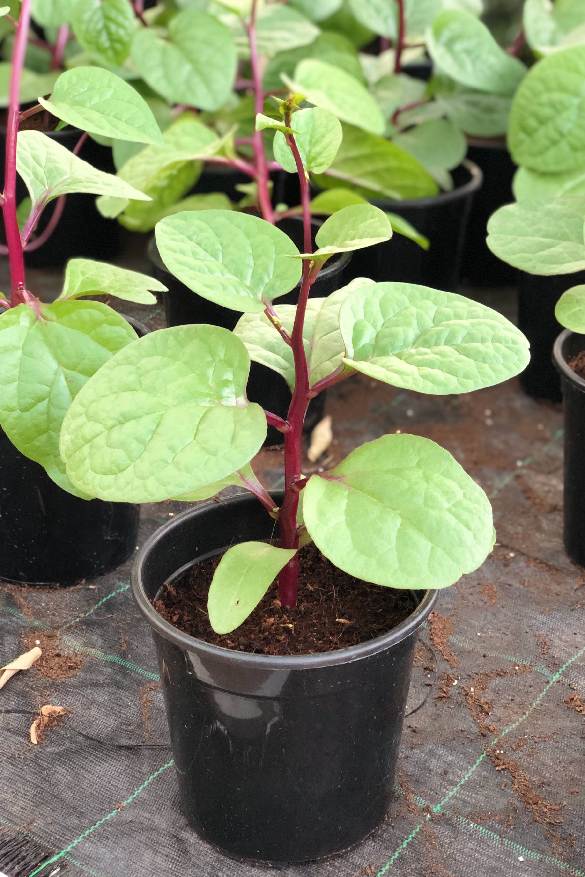 climbing spinach plants for sale