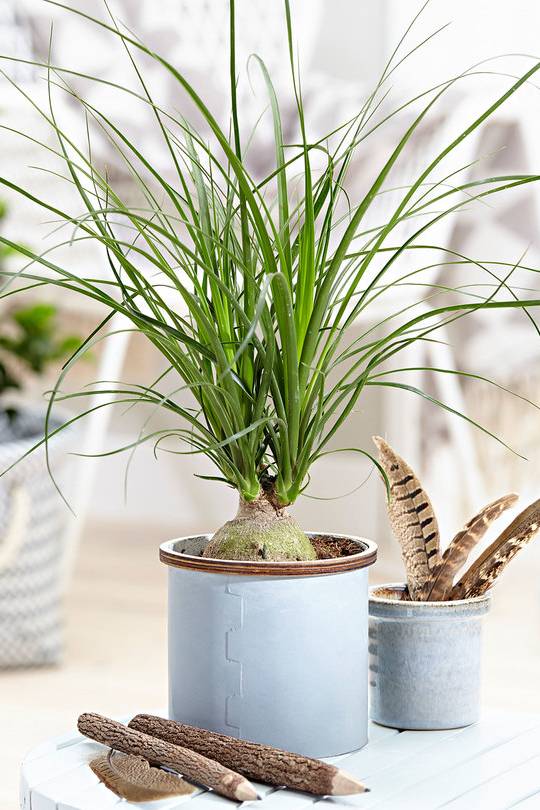 Ponytail Palm Indoor