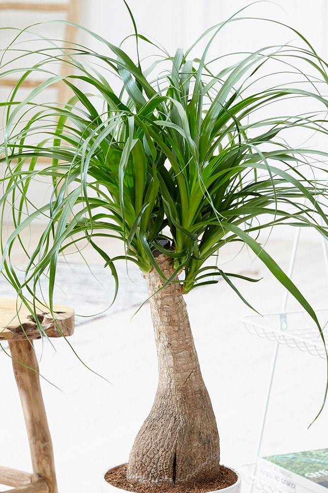 Ponytail Palm Indoor