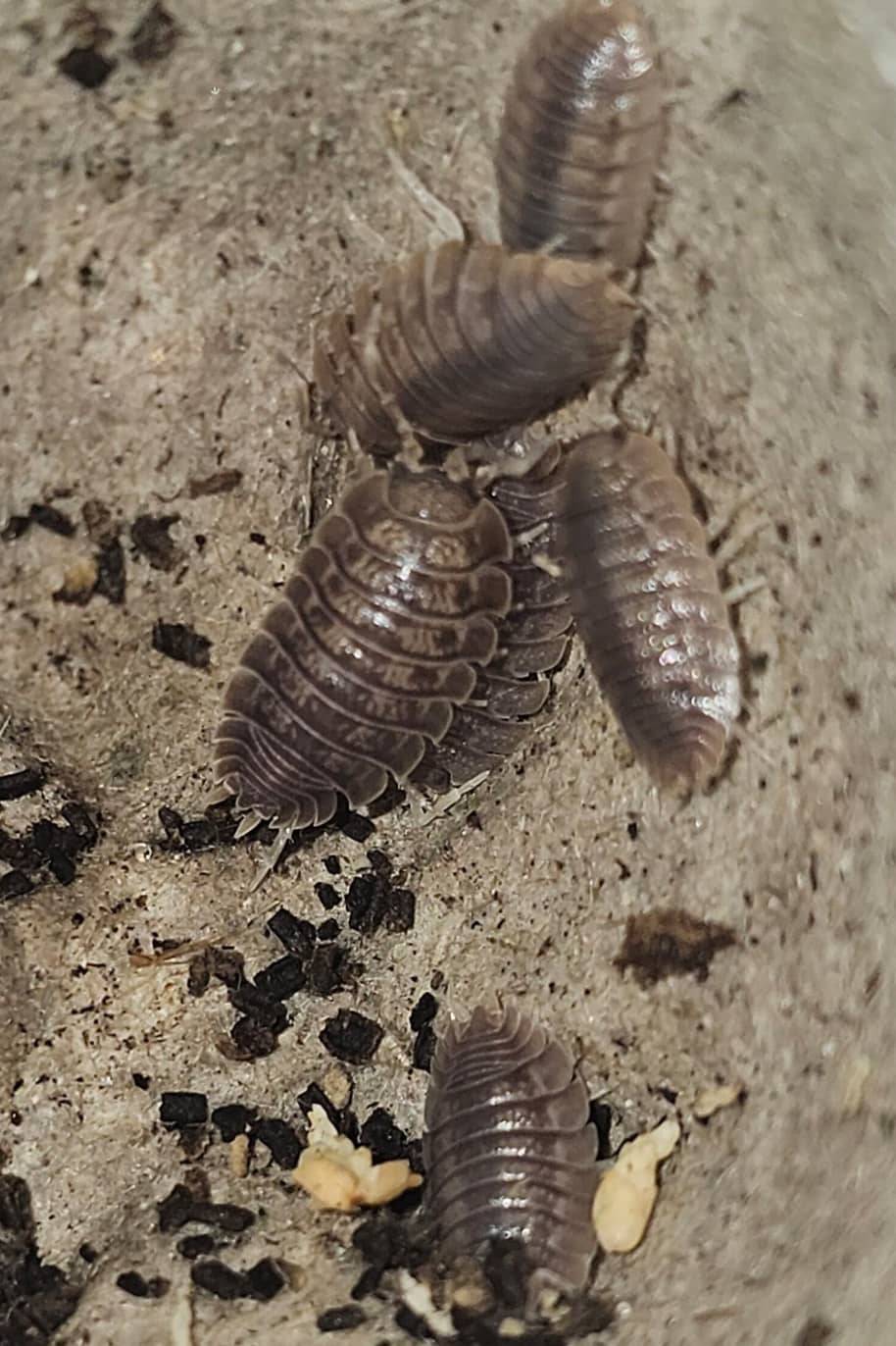 Porcellio Dilatatus Isopods