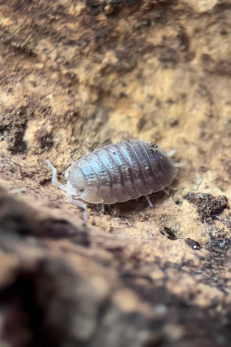 Porcellio Dilatatus Isopods