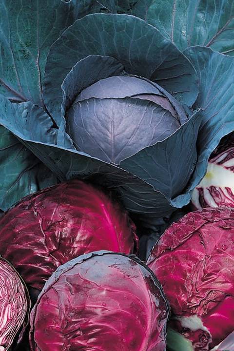 Red Cabbage Seeds