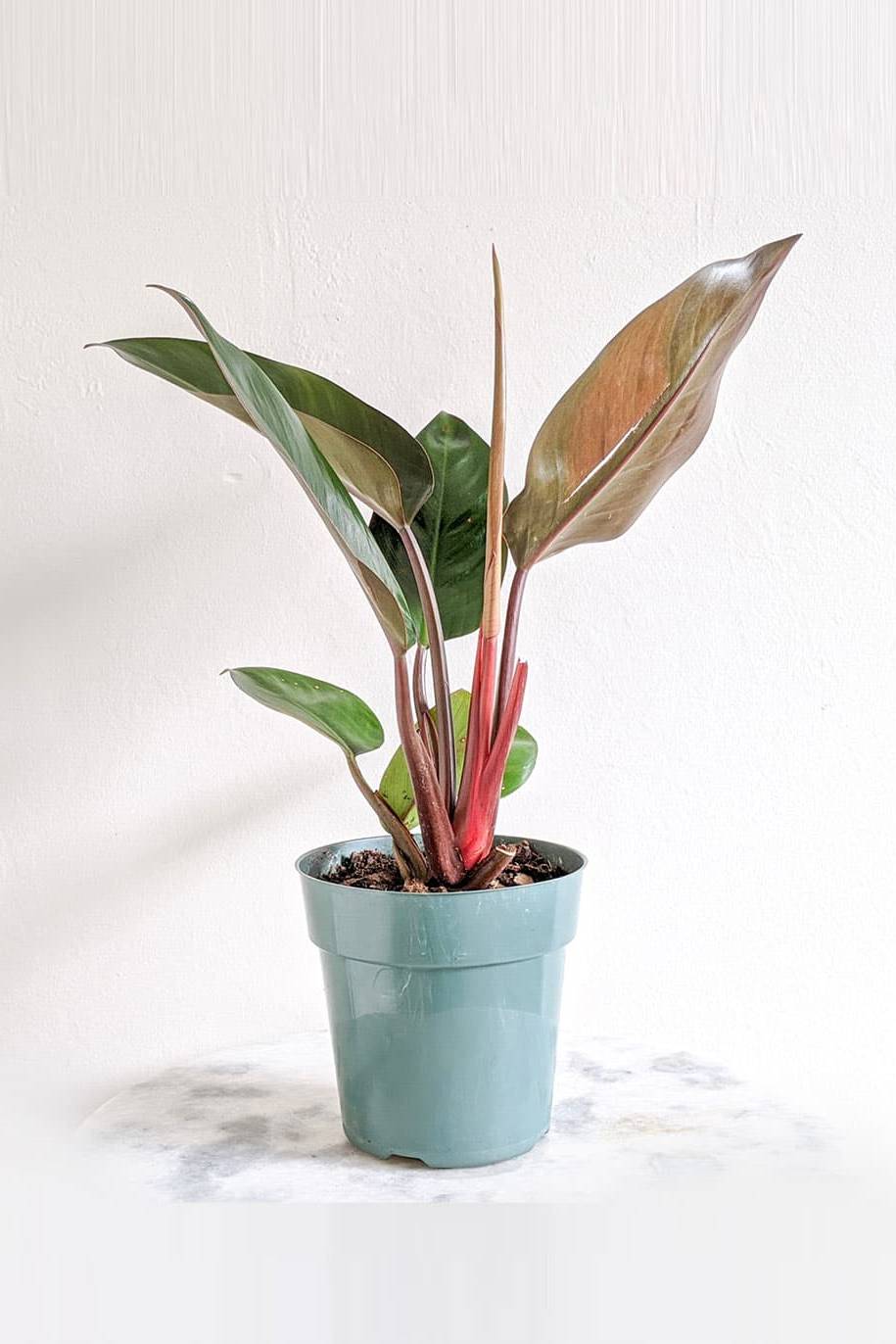 Philodendron Red Air Purifying Indoor Plants Plantshop Me