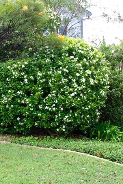 Murraya Paniculata - Flowering - Outdoor Plants | Plantshop.me