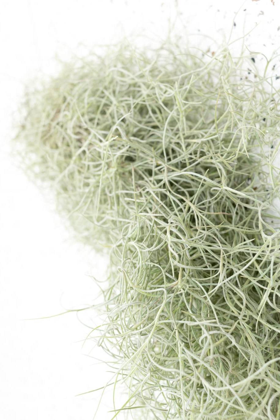 Air Plant Spanish Moss Air Plant Indoor Plants