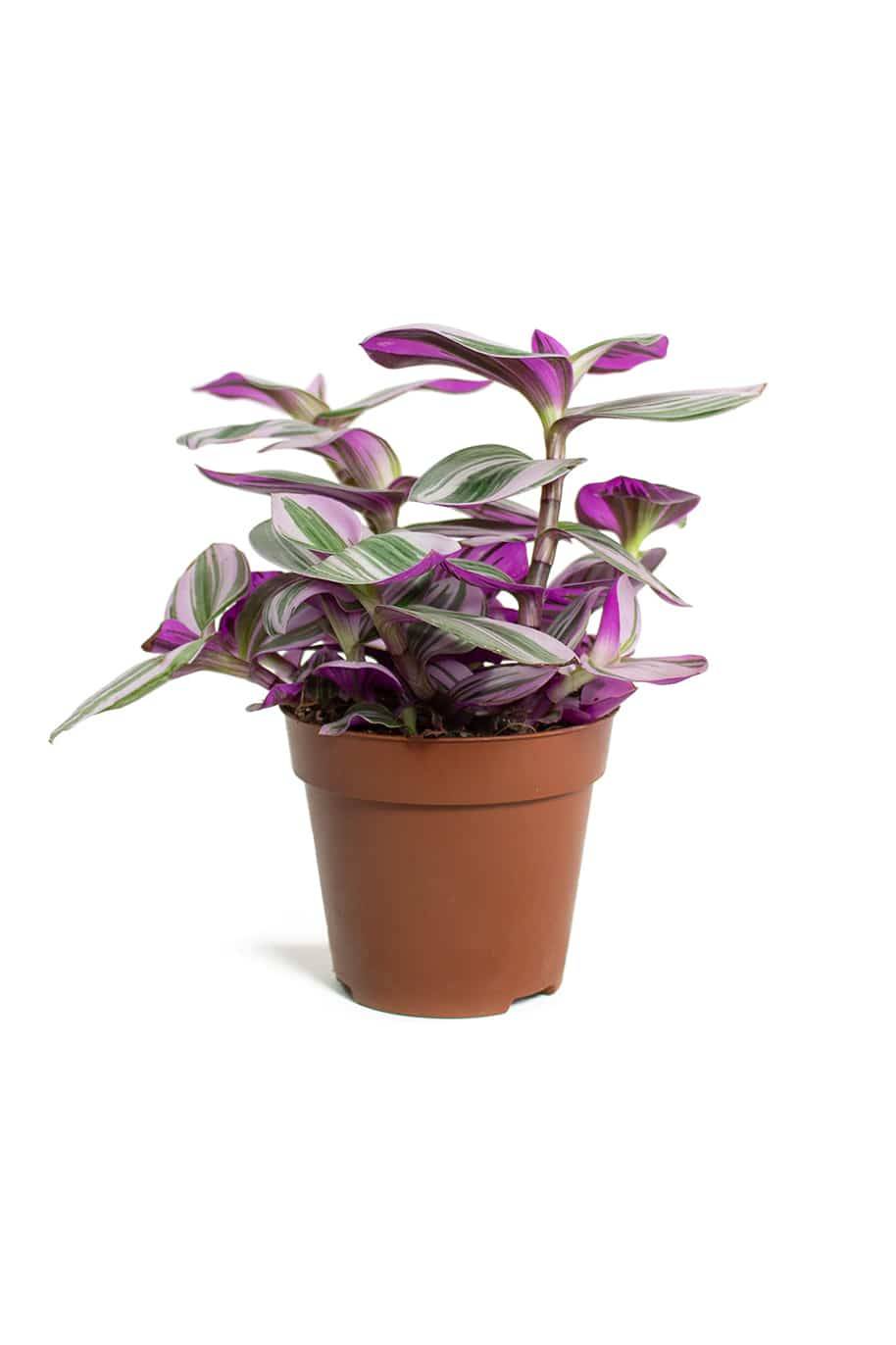 Pink Nanouk - Indoor Plants | Plantshop.me