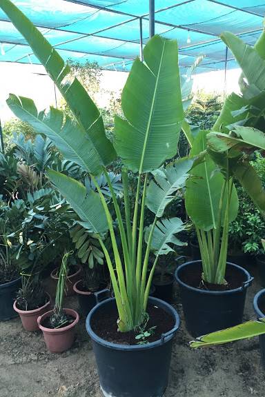 How to grow & care Ravenala Madagascariensis / Traveller Palm  ट्रैवलर पाम  को लगाना और उसकी देखभाल 
