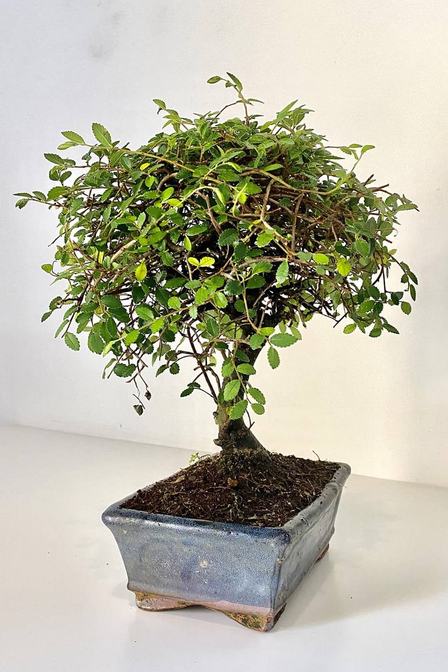 Zelkova Bonsai - Indoor Plants | Plantshop.me