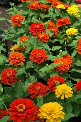 Zinnia Mixed Color