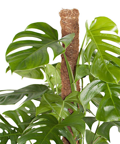 Monstera Pertusum