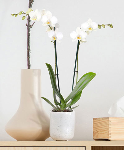 Phalaenopsis Orchid Thailand 2 Stem