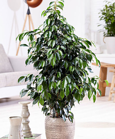 Ficus Benjamina UAE