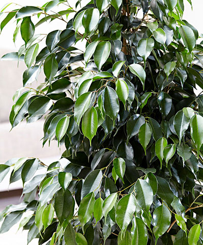 Ficus Benjamina Midnight Lady