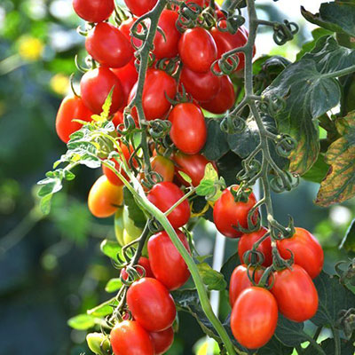 Tomato Roma Red Seeds