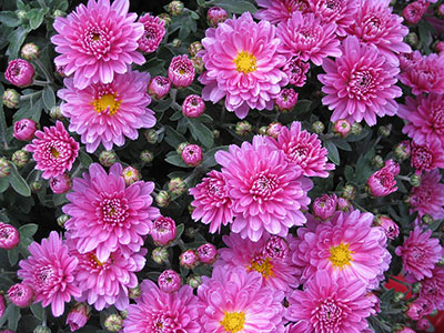 Chrysanthemum Indicum